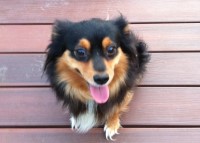 Cotten's Sunset Kennels Ludington Michigan Logo 