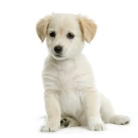 Paws N Stuff Quincy Massachusetts Logo 