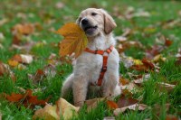 Always Faithful Dog & Puppy Training Washington DC Pennsylvania Washington Logo 