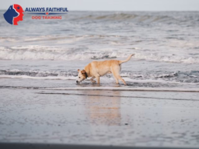 Always Faithful Dog Training Princeton & Mercer County NJ