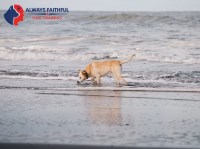 Always Faithful Dog Training Princeton & Mercer County NJ Princeton New Jersey Logo 