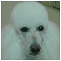 Lisa's Doggone Grooming Salon Greensboro North Carolina Logo 