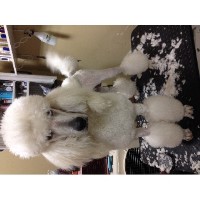 Haute Pudel Grooming Peabody Massachusetts Logo 
