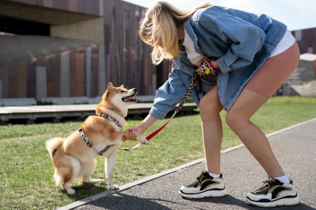Always Faithful Dog & Puppy Training Omaha NE