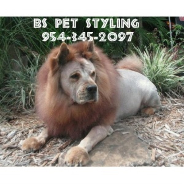 B's Pet Styling