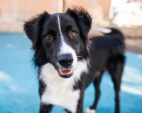 Preppy Pet West Houston Houston Texas Logo 