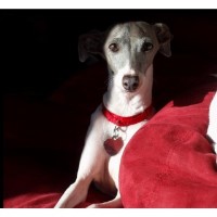 Hearts In The Right Place Fishersville Virginia Logo 