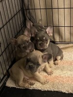  queensbury New York Logo 