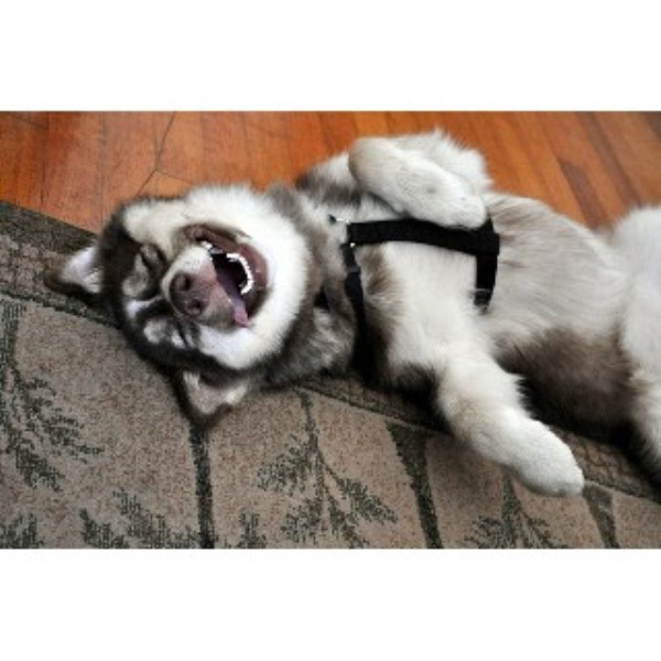 Las Cruces Pet Services Las Cruces, New Mexico 88012