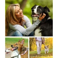 919 Dog Raleigh North Carolina Logo 