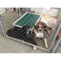 Sit & Stay Dog Boarding & Training Poplar Bluff Missouri Logo 