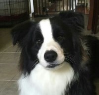 Wilsong Border Collies Robert Louisiana Logo 