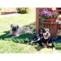 Pampered Pooches Doggy Daycare & Boarding American Canyon California Logo 