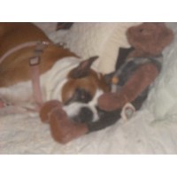 Furbabies home away from home Concord New Hampshire Logo 