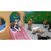 FREEPLAY DOGS Dog DayCare, Cageless Boarding, Dog Grooming, Indoor Dog Park Concord California Logo 