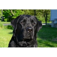 Peter Caine, Dog and Puppy Training Brooklyn New York Logo 