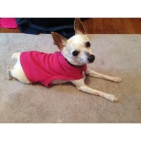 K-9 Harmony Arlington Virginia Logo 