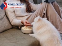 Always Faithful Dog & Puppy Training Ann Arbor MI Ann Arbor Michigan Logo 