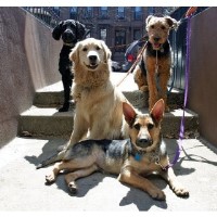 City Dog Pack New York New York Logo 