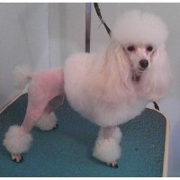 Castle-Paschen pet Parlor Bosssier City Louisiana Logo 