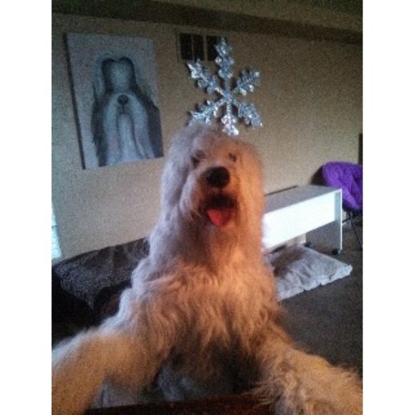 Dog Sitting Services by Kat