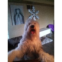 Dog Sitting Services by Kat Coahella California Logo 