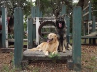 Project Good Dog Apex North Carolina Logo 