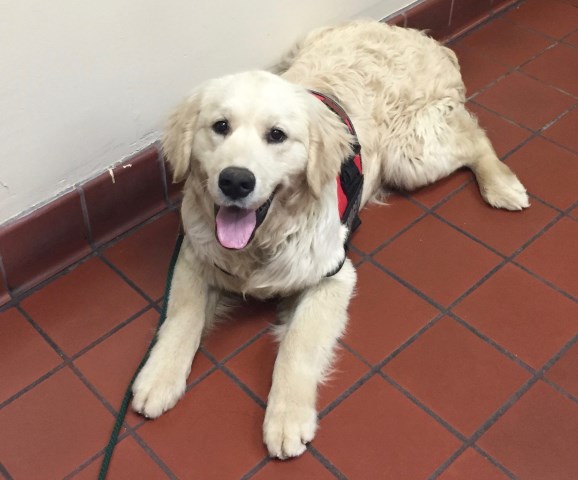 ABC Golden Retrievers