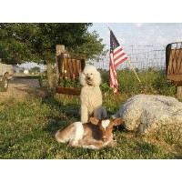 Happy Trails Pet & Livestock Services Tehachapi California Logo 