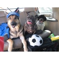 Russian Dog Trainer Orange County California Logo 