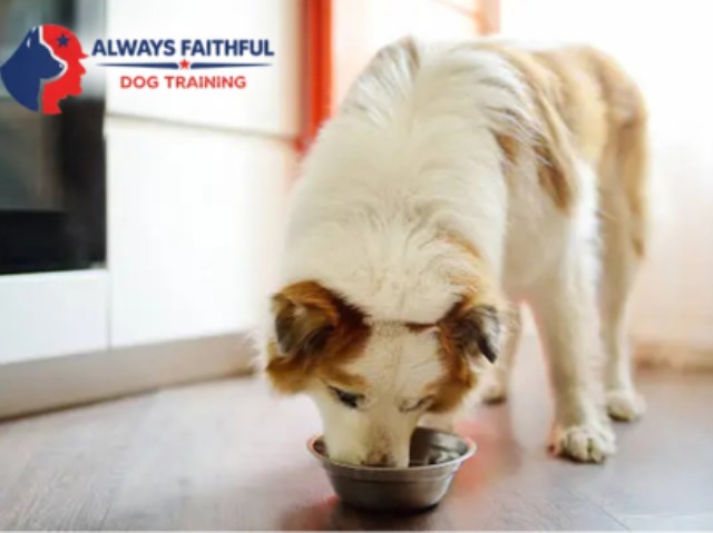 Always Faithful Dog & Puppy Training Charlotte NC