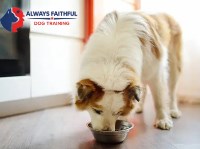 Always Faithful Dog & Puppy Training Charlotte NC Charlotte North Carolina Logo 