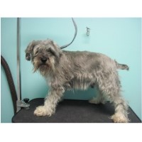 Peachy Kleen Pet Grooming Leland North Carolina Logo 