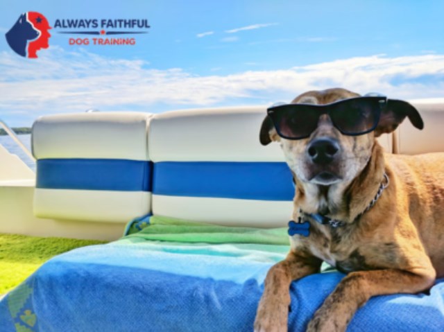 Always Faithful Dog & Puppy Training Annapolis MD