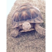 Jeanne's Personal Touch Pet Sitting Services Downers Grove Illinois Logo 