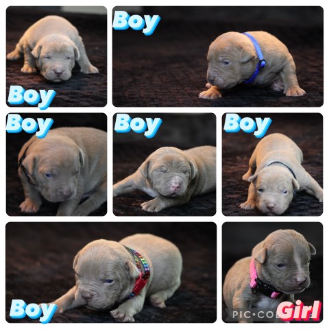 Loyalty first bully kennel