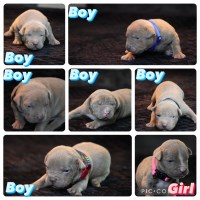 Loyalty first bully kennel Waldorf Maryland Logo 