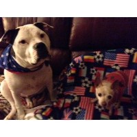 All American Dog Training, Grooming & More Burleson Texas Logo 