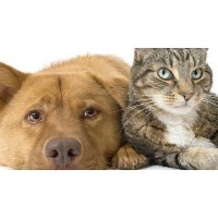 Camino Verde Pet Resort Tucson Arizona Logo 