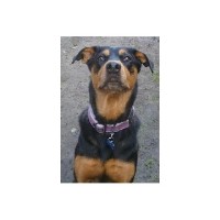 Next Best Thing To Home Sweet Home Dog Boarding Venice California Logo 