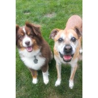 Prima Donna Pet Services, LLC Valhalla New York Logo 