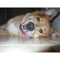 Michelle's House Gaithersburg Maryland Logo 