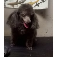 petz Greensboro North Carolina Logo 