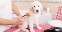 Always Faithful Dog & Puppy Training Baltimore MD Baltimore Maryland Logo 