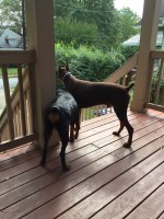 Rayne Pet Palace Atlanta Georgia Logo 