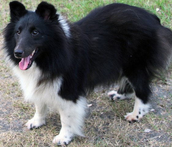 All Star Shelties Kennel