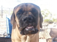 April's K911 Academy Las Cruces New Mexico Logo 