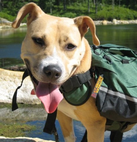 Lead the Way K9 Training