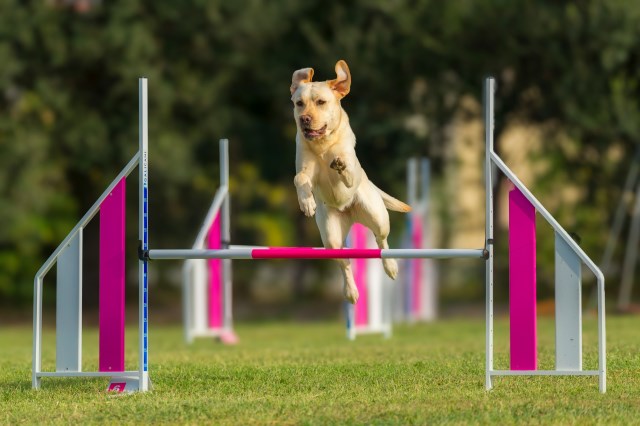 Always Faithful Dog & Puppy Training Orleans LA