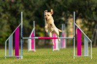 Always Faithful Dog & Puppy Training Orleans LA New Orleans Louisiana Logo 